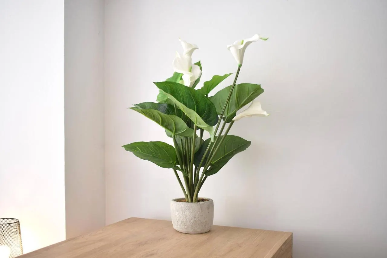 Aloe Studio Apartment Torremolinos